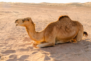Camel lying on the sand in a desert