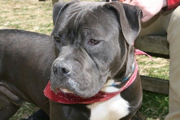 LARGE GRAY AND WHITE PITBULL TERRIER