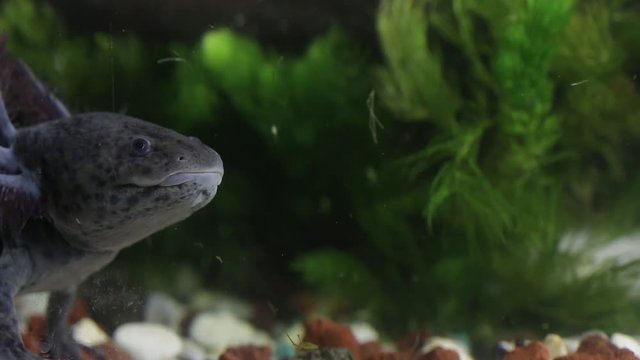 Mexican axolotl, the most mysterious and promising neotenic salamander. Hopes for stem cell research. Endangered flagship species, urgent need for conservation and restoration of habitat