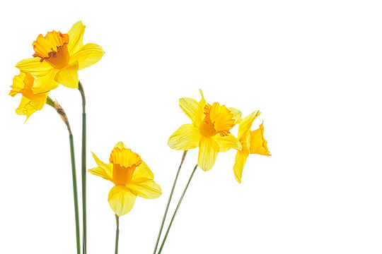 Five yellow narcissus flower on a white background