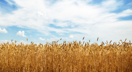 backdrop of ripening ears of yellow wheat field on the sunset cloudy orange sky background. Copy space of the setting sun rays on horizon in rural meadow Close up nature photo Idea of a rich harvest
