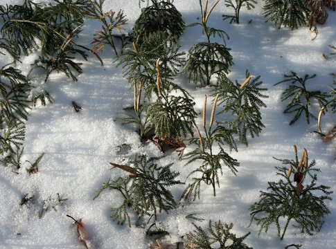 Ground Pine club moss in snow