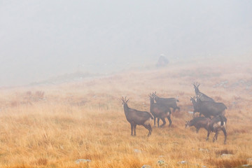 a herd of chamois passes a mountain pass in the fog