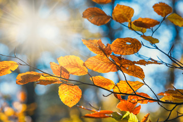 Colorful autumn leaves with blue sky in the background