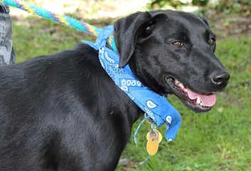 LARGE BLACK MIXED BREED DOG