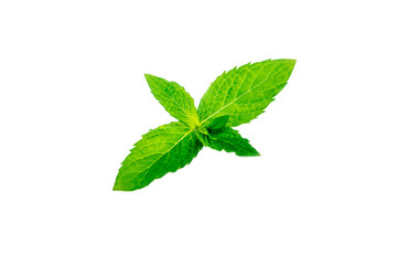 Fototapeta premium mint leaves isolated on white background