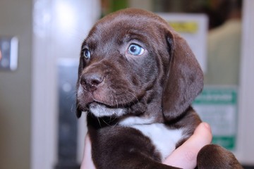 ADORABLE BROWN AND WHITE PUPPY