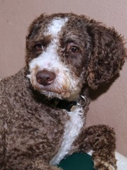 BROWN AND WHITE PORTUGESE WATER DOG