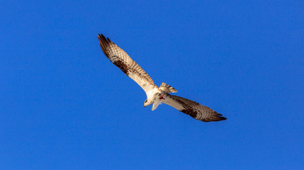 Osprey, Pandion haliaetus, flying with poor fish, Florida, USA