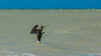 Pelican diving into the water, Florida, USA