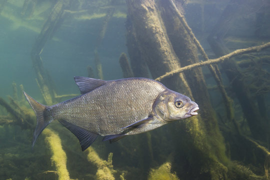 Underwater photography of Carp bream (Abramis Brama). Beautiful fish in close up photo. Underwater photography in the wild nature. River habitat. Swimming Common Bream in the clear pond.
