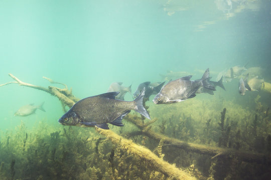 Underwater photography of Carp bream (Abramis Brama). Beautiful fish in close up photo. Underwater photography in the wild nature. River habitat. Swimming Common Bream in the clear pond.