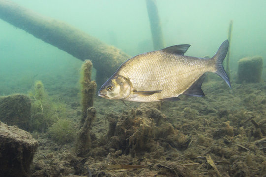 Underwater photography of Carp bream (Abramis Brama). Beautiful fish in close up photo. Underwater photography in the wild nature. River habitat. Swimming Common Bream in the clear pond.