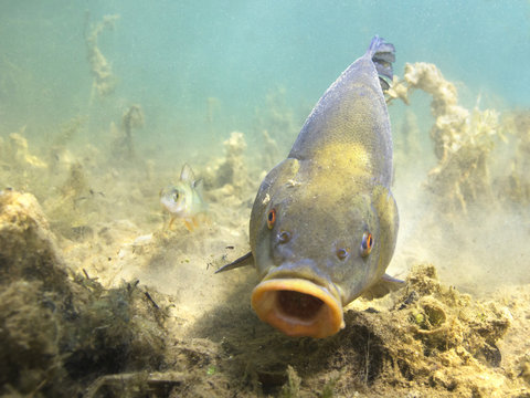 Freshwater fish tench (Tinca tinca) in the beautiful clean pound. Underwater shot in the lake. Wildlife animal. Tench in the nature habitat with nice background.Tinca with opened mouth. River habitat.