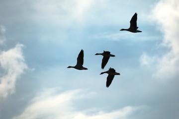 Geese Flying Up