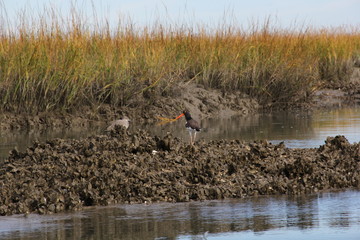 bird with orange beak on oyster bank in charleston south carolina