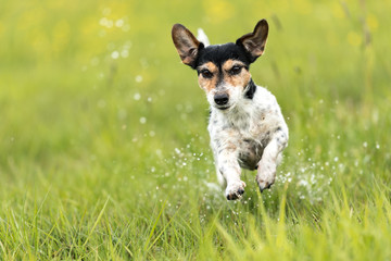 Dog runs over a green wet meadow - Jack Russell terrier doggy 7 years old - hair style broken