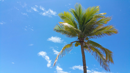 Fototapeta premium Coconut tree with blue sky in background