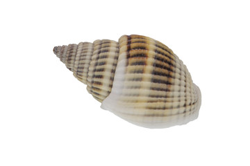 Sea shell on a white background
