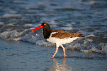 American Oystercatcher