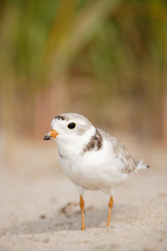 Piping Plover