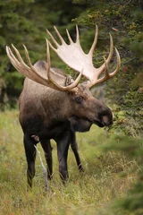 Printed kitchen splashbacks Moose Bull Moose