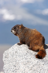 Hoary marmot