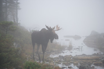 Obraz na płótnie Canvas Moose with Fog