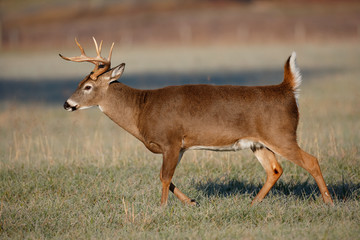 Fototapeta premium White-tailed Deer