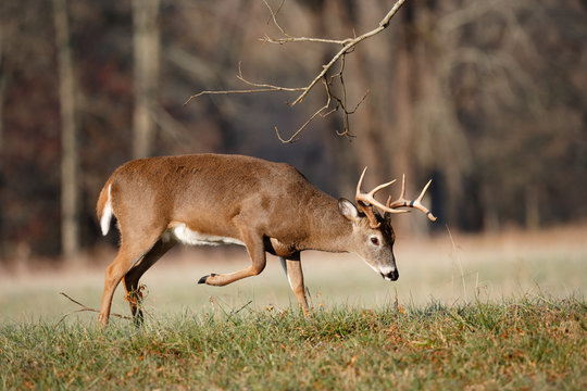 White-tailed Deer