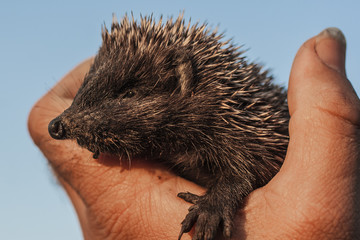 Hedgehog baby in the hand. Happy hedgehog. The spiny friend.