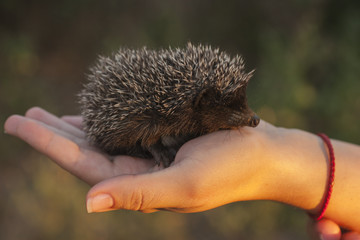 Hedgehog baby in the hand. Happy hedgehog. The spiny friend.