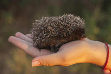 Hedgehog baby in the hand. Happy hedgehog. The spiny friend.