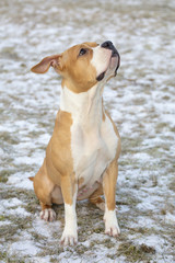 American staffordshire terrier