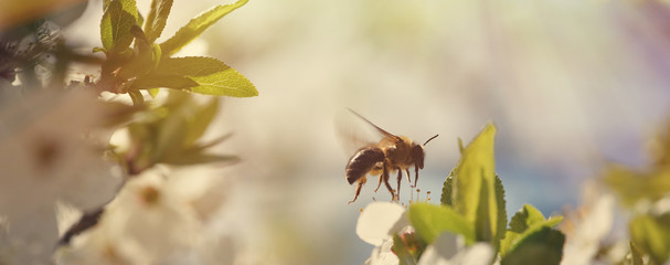 Beautiful nature background with blooming cherries and a bee. Spring flowers. Beautiful Orchard Abstract blurred background.
