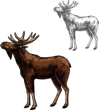 Elk vector sketch wild animal isolated icon