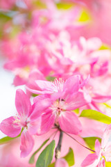 Spring blossom of beautiful fresh pink cherry flower