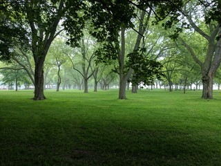 Fototapeta na wymiar trees in a park