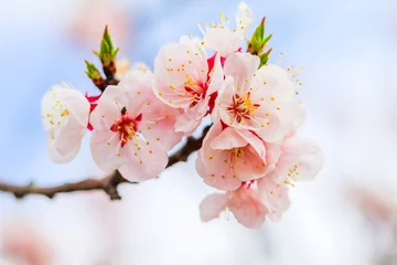 Fleecedeken met foto  Beautiful cherry blossom , sakura  in spring time (Soft focus ) . © Umarin