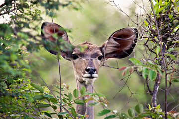 Kudu female antelope