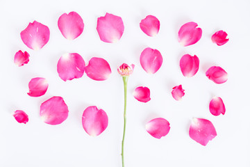 Flat lay pink rose petals on a white background.top view