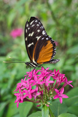 Fototapeta na wymiar Close up of a beautiful butterfly 08