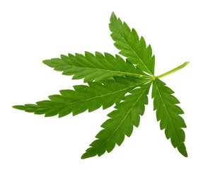 Marijuana leaf isolated on white without shadow