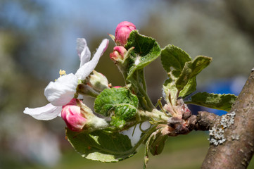 The Apple Blossom/Beautiful flowers of the blossoming apple tree in the spring time