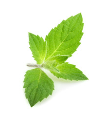 mint leaves isolated