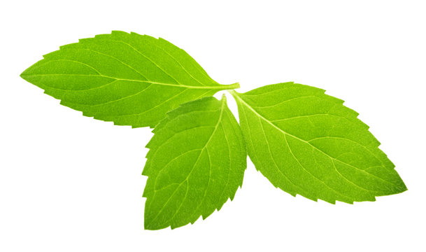mint leaves isolated without shadow