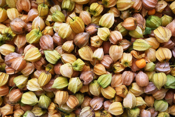 Fresh cape gooseberry for background            