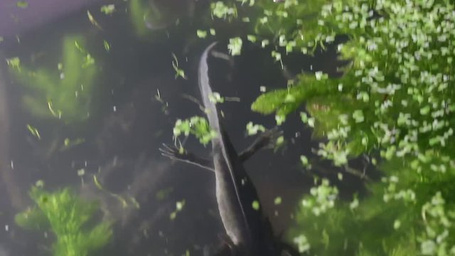 Mexican axolotl, the most mysterious and promising neotenic salamander. Hopes for stem cell research. Endangered flagship species, urgent need for conservation and restoration of habitat