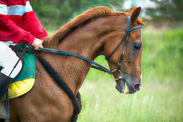 Obraz premium Race horse in run. A horse with a jockey runs along the racetrack track. 
