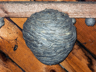 Huge hornet's nest.
Big round nest of wasps is attached to the wooden rooftop from within.